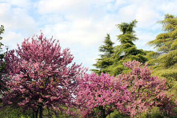 Obraz premium Groups of trees of different colors