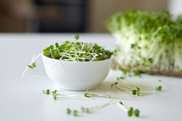 Microgreen arugula sprouts in bowl on white table. Cutted micro greens in bowl - obrazy, fototapety, plakaty