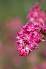 Obraz premium Close up of flowers on a red flowering currant (ribes sanguineum) shrub