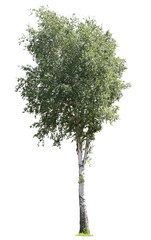 Cutout birch, isolated tree with green leaves on white background