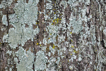 the bark of a tree with lichen