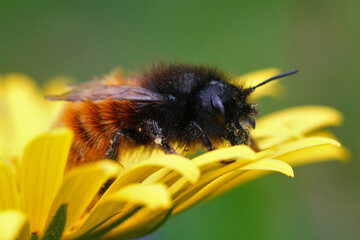 Closeup of a female Europeaen horned orchard mason bee, Osmia cornuta on a yellow flower