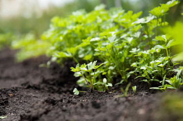 Young plant parsley in the garden. The agricultural crop grows in a row. Selective focus.