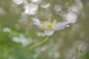 Buschwindroeschen (Anemone nemorosa)