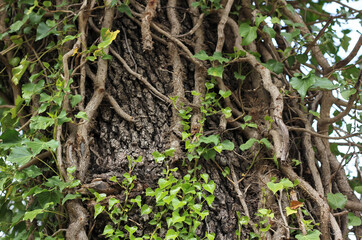 ivy entwined the trunk of a tree has taken many roots, against the background of a blurred forest background 