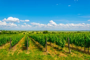 Foto op Plexiglas view of a vineyard situated next to neusiedlersee in Austria. © dudlajzov
