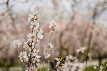 Close up apple blossom white and pink flowers, flowering branch of apple tree, picturesque symbol of early spring, Petrin hill, fruit orchard, sunny day, selective focus, blurred background, Prague
