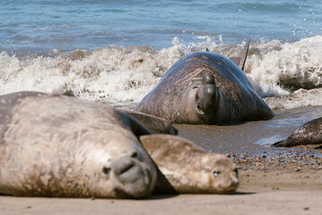 Elephant seal couple mating, Peninsula Valdes, Patagonia, Argentina