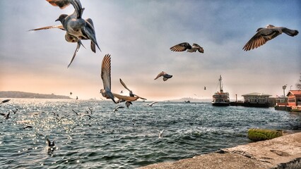 Groups of pigeons and seagulls flying over istanbul bosphorus with passenger ferry and ship...