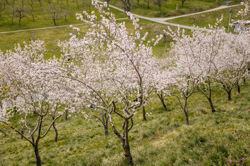 Petrin hill city center, cherry apple blossom, white flowering fruit trees orchard, early spring sunny day, selective focus, blurred background, Seminar garden, Prague, Czech Republic
