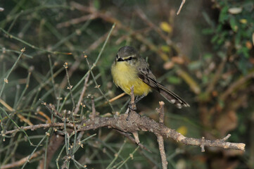 Fototapeta premium Greater Wagtail tyrant, Chaco Forest, Argentina
