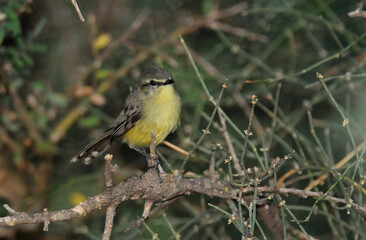 Fototapeta premium Greater Wagtail tyrant, Chaco Forest, Argentina