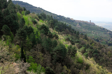 Fototapeta na wymiar Top view of a dense forest with various trees in Tuscany 