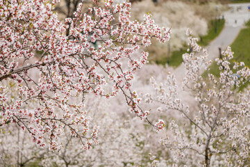 Close up apple blossom white and pink flowers, flowering branch of apple tree, picturesque symbol of early spring, Petrin hill, fruit orchard, sunny day, selective focus, blurred background, Prague