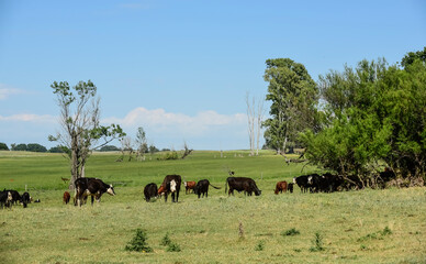 Cattle in Argentine countryside,La Pampa Province, Argentina.
