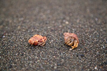 Closeup portrait of two Hermit Crabs (Pagurus samuelis) on empty beach Corcovado National Park, Panama.