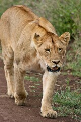 Naklejka na ściany i meble Closeup portrait of wild lion (Panthera leo) walking in Ngorongoro Crater, Tanzania. Tanzania.