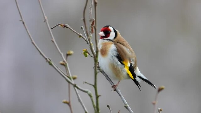 Stieglitz&nbsp;(Carduelis carduelis)