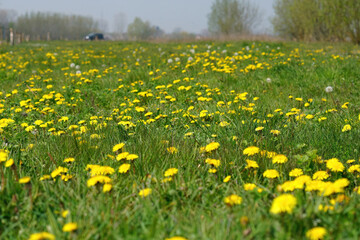 Obraz premium A landscape view of a grassland filled with plenty of yellow dandelion flowers, Taraxacum officinale. A bee-heaven for food
