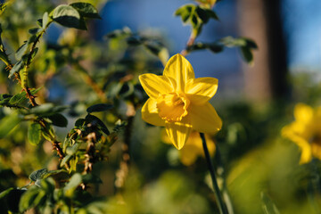 In bloom yellow daffodil plant