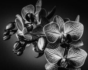 Close up black and white image of orchid blooms and buds with a dark background, giving a peaceful and moody feeling.