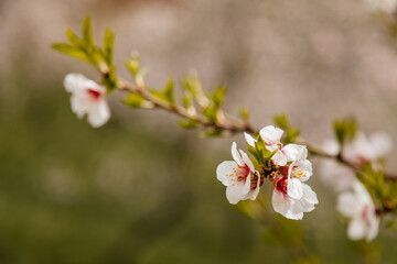 Close up apple blossom white and pink flowers, flowering branch of apple tree, picturesque symbol of early spring, Petrin hill, fruit orchard, sunny day, selective focus, blurred background, Prague