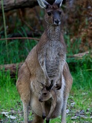 Western Grey Kangaroo (Macropus fuliginosus) with joey in pouch Balingup, Western Australia. © Tristan Barrington