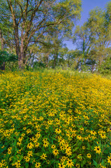 627-33 Black-Eyed Susans at Rock Run FP