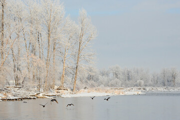 river in winter with frosted trees and Mallard Ducks flying by