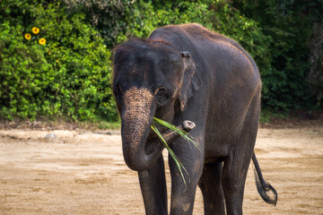 Asian Elephant Eating Palm Leaves Alone on a Dirt with Bush in Background