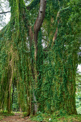 Fototapeta premium Cuba. Havana. Almendares Park. The Green Scenery of Josephine Island