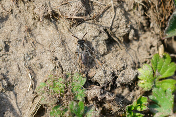 Closeup of a male red - bellied miner, Andrena venrtalis on the ground