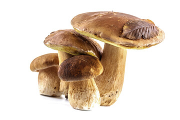 Group boletus mushroom isolated on white background.Boletus mushrooms, Porcini Mushroom, Forest,...