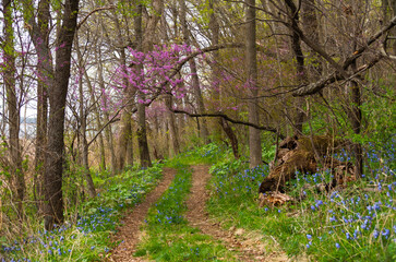 Fototapeta premium Trail in the woods.