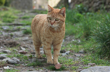 Fototapeta na wymiar Portrait of a street ginger cat, against a blurred green nature background 