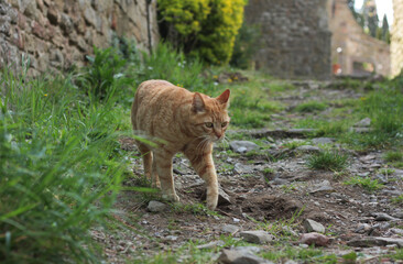 Portrait of a street ginger cat, against a blurred green nature background 