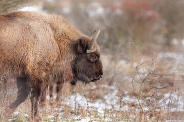 European bison in snowy nature. Bison in the bushes area. European wildlife. 