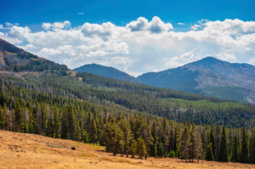 Single bison grazing with mountains in background