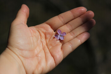 female palm with life lines, on which lies one lilac flower, on a blurred dark background 