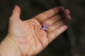 female palm with life lines, on which lies one lilac flower, on a blurred dark background 