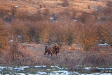 European bison in snowy nature. Bison in the bushes area. European wildlife. 