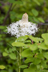Bear Grass, close-up
