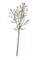 Deciduous Tree in Spring, cutout tree with white background