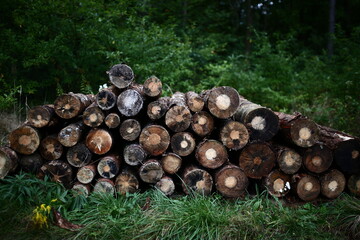 Las drewno pryzma