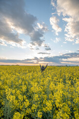 woman with raised arms wearing a black anorak with the hood up in a field of yellow rapeseed flowers in a cloudy sunset