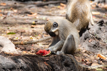 A juvenile green monkey sitting on a rock picking up  a green and pink slice of fresh watermelon. Soft-focus, adult monkeys in the background eating their lunch. Barbados Wildlife Reserve, Caribbean.