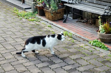 野良猫