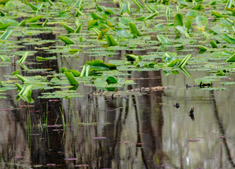 642-56 Spring Water Shield & Reflections