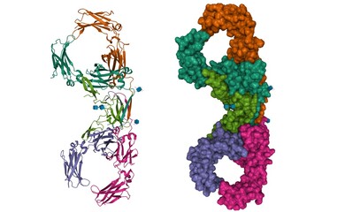 Structure of human dimeric immunoglobulin A, 3D cartoon and Gaussian surface models, white background