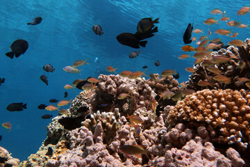 Threadfin Anthias on hard corals Pescador island Philippines 